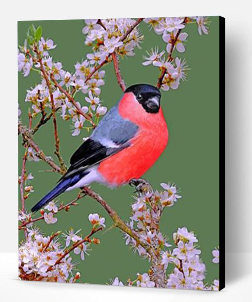 Bullfinch Bird Paint By Number