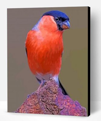 Bullfinch Bird Paint By Number