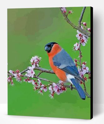 Bullfinch Bird Paint By Number