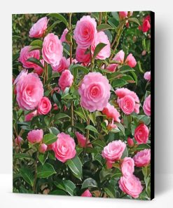 Camellia Flowers Paint By Number