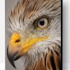 Cool Eagle Eyes Bird Paint By Number