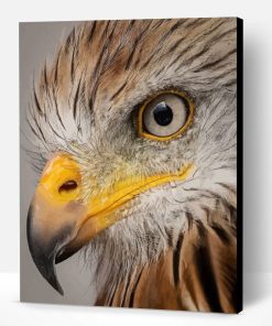 Cool Eagle Eyes Bird Paint By Number