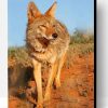 Wild Coyote Paint By Number