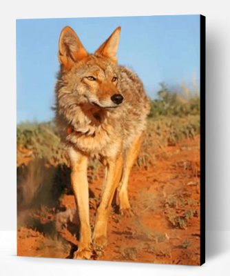 Wild Coyote Paint By Number