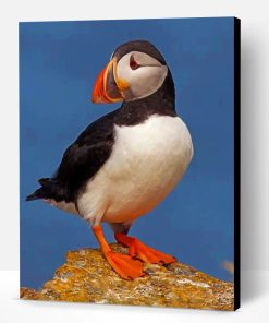 Atlantic Puffin Bird Paint By Number