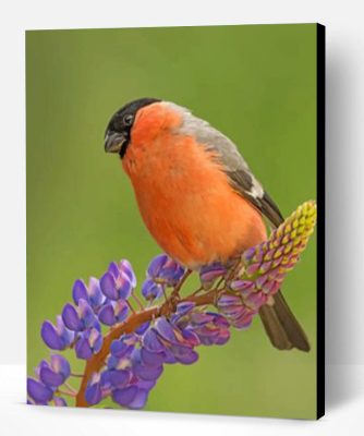 Cute Bullfinch Bird Paint By Number