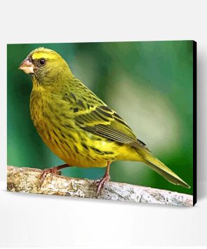 Cute Canary Bird Paint By Number