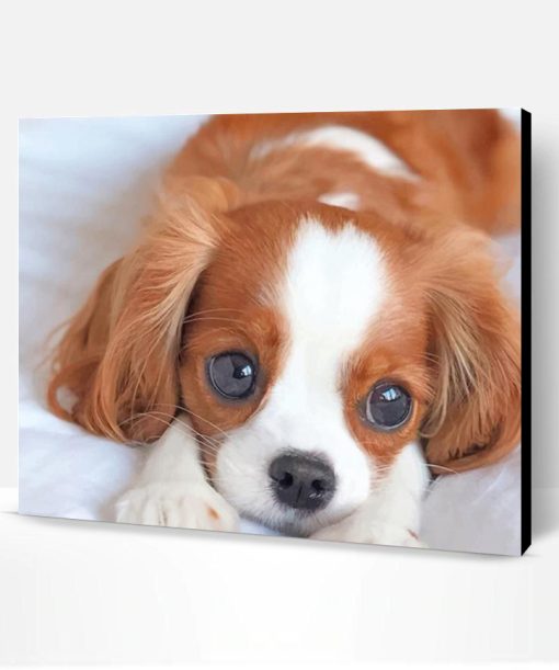 Cute King Charles Spaniel Puppy Paint By Number