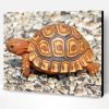 Cute Leopard Tortoise Paint By Number