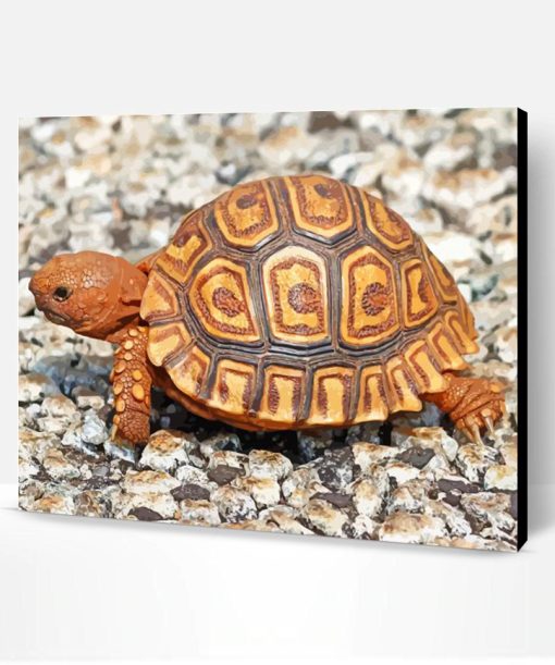 Cute Leopard Tortoise Paint By Number