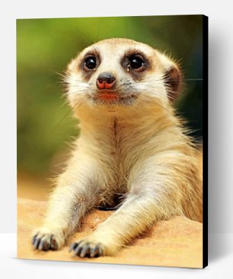 Cute Meerkat Animal Paint By Number