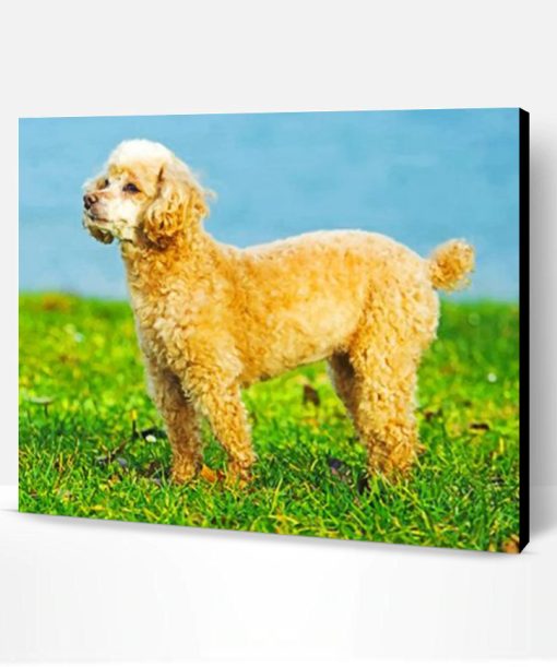 Cute Poodle Puppy Paint By Number