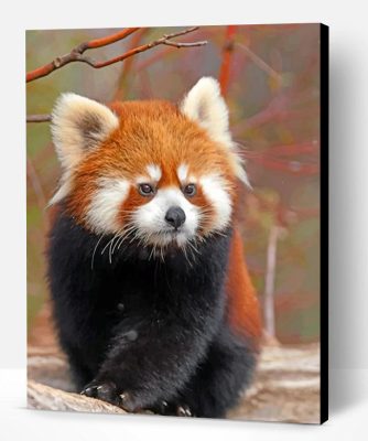 Cute Red Panda Paint By Number