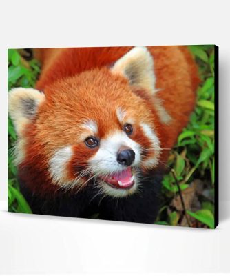 Baby Red Panda Paint By Number