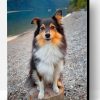 Cute Sheltie Paint By Number