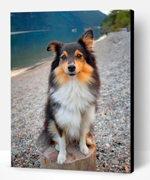 Cute Sheltie Paint By Number