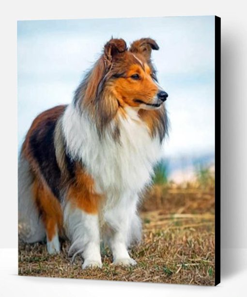 Cute Sheltie Paint By Number