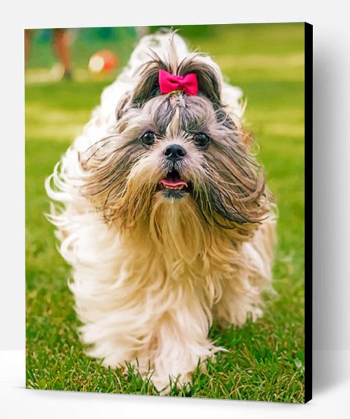 Cute Shih Tzu Paint By Number