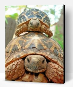 Cute Turtle And Tortoise Paint By Number
