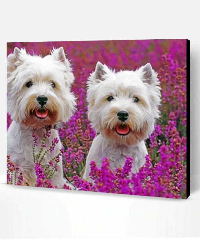 Cute West Highland Terriers Paint By Number