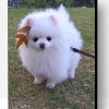 Cute Pomeranian Paint By Number