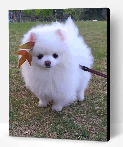 Cute Pomeranian Paint By Number