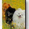 Cute Pomeranian Dogs Paint By Number