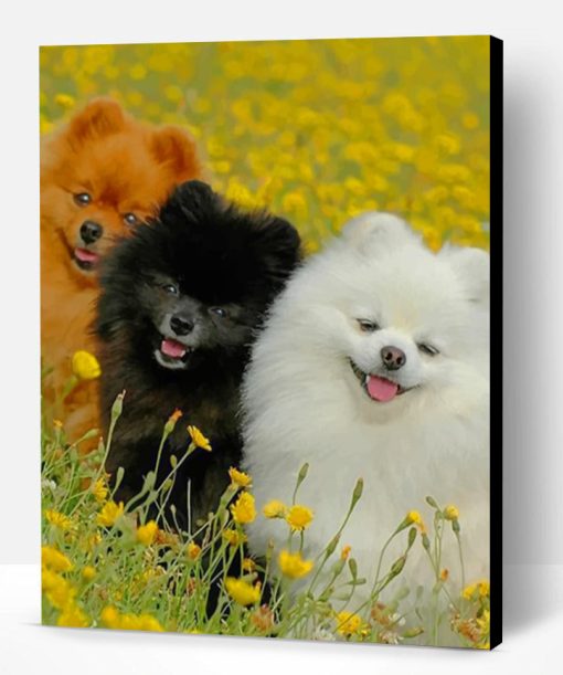 Cute Pomeranian Dogs Paint By Number