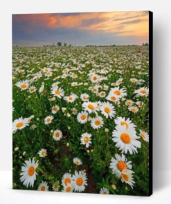 Daisy Field Paint By Number