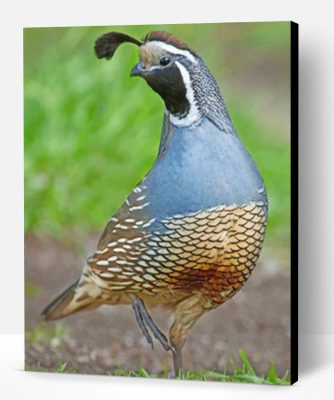 Gambels Quail Desert Bird Paint By Number