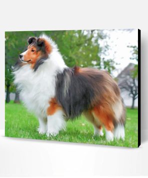 Fluffy Sheltie Paint By Number