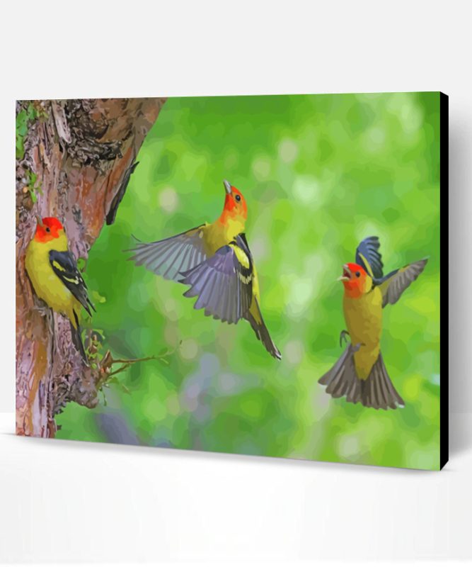Flying Western Tanager Birds Paint By Number
