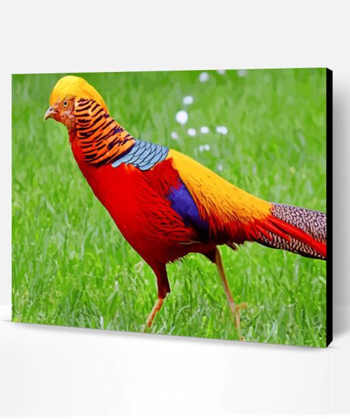 Golden Pheasant Bird Paint By Number