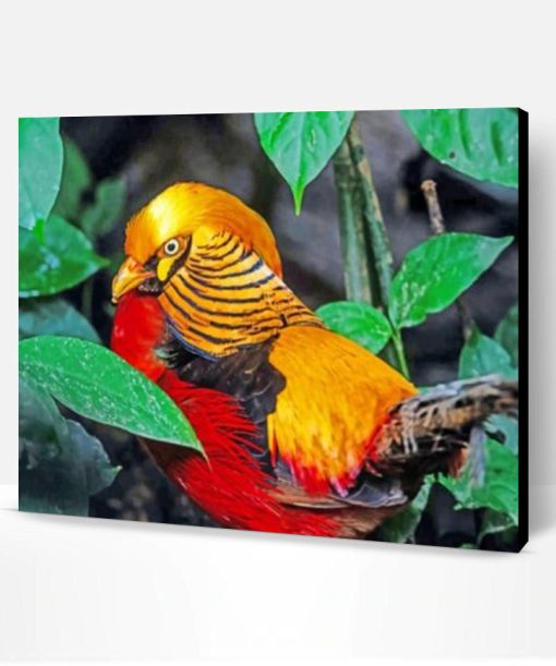 Golden Pheasant Paint By Number