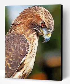 Hawk Bird Paint By Number