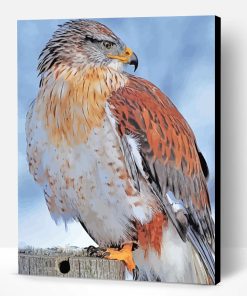 Hawk Bird Paint By Number