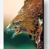 Aesthetic Hawk Eagle Bird Paint By Number