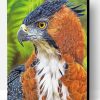 Hawk Eagle Paint By Number