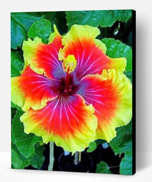 Hibiscus Flower Paint By Number