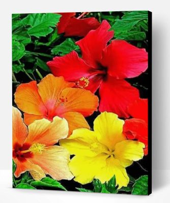 Hibiscus Flowers Paint By Number