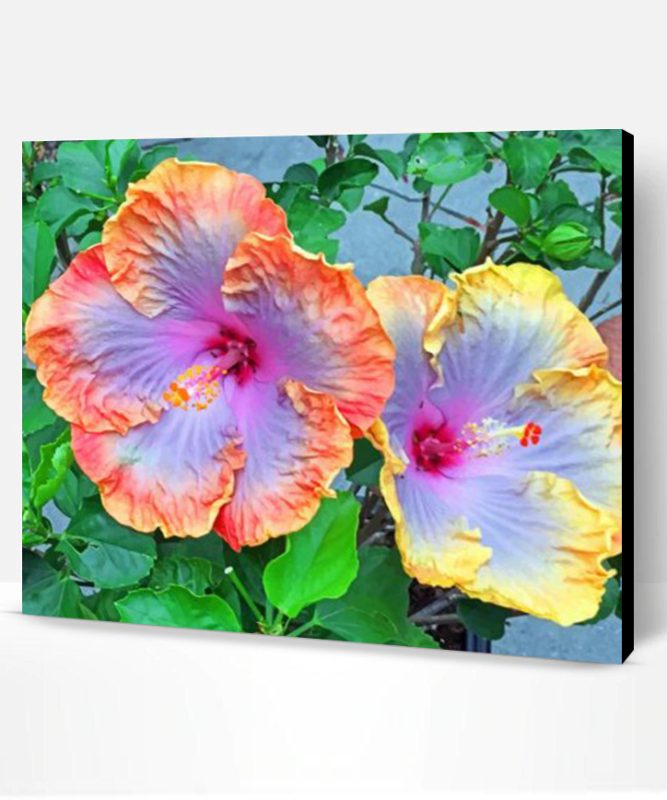 Hibiscus Flowers Paint By Number