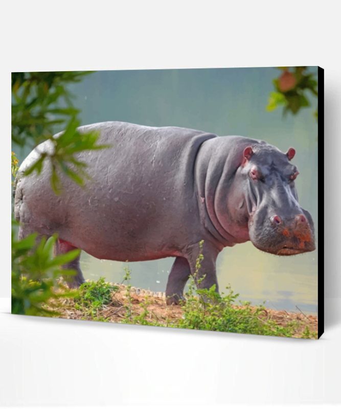 Hippopotamus Animal Paint By Number