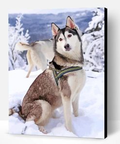 Husky Siberiano Paint By Number