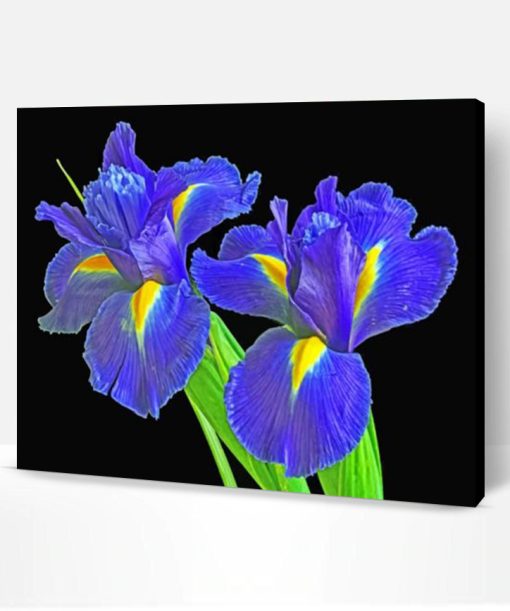 Irises Flowers Paint By Number