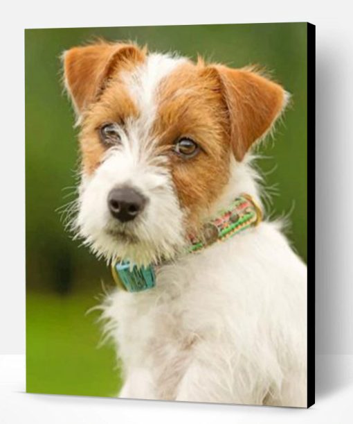 Jack Russell Dog Paint By Number