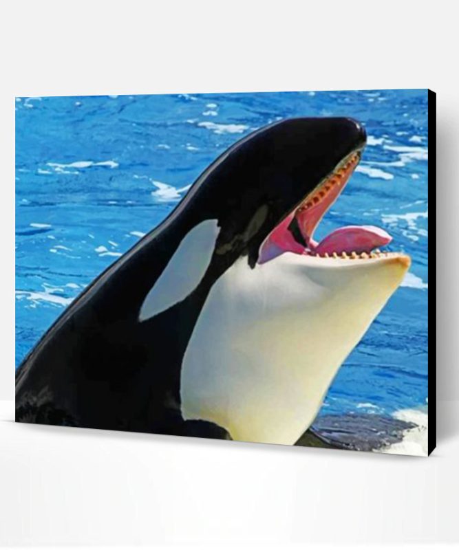 Killer Whale Paint By Number