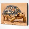 Leopard Tortoise Paint By Number