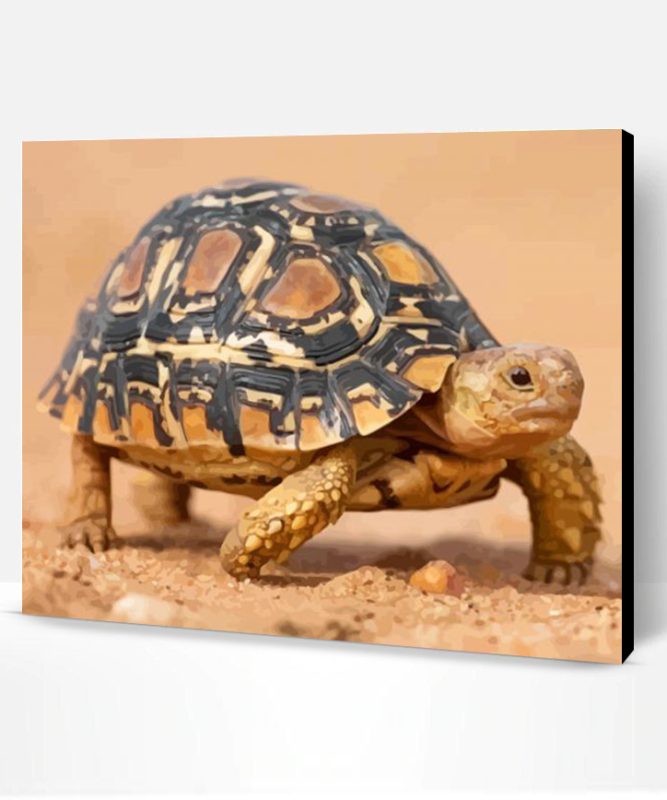 Leopard Tortoise Paint By Number