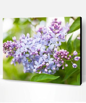 Lilac Flowers Paint By Number