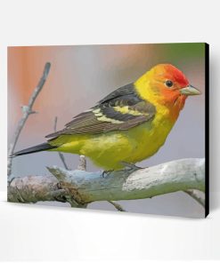 Little Western Tanager Bird Paint By Number